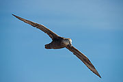 Picture 'Ant1_1_0077 Southern Giant Petrel, Falkland Islands, West Point, Antarctica and sub-Antarctic islands'